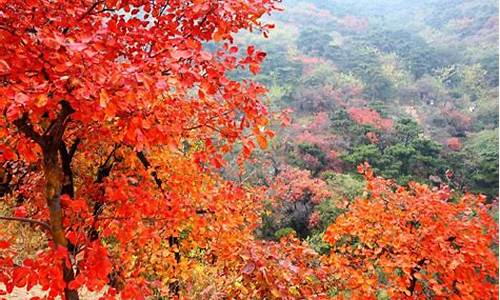 香山红叶价格_北京一香山红叶金价