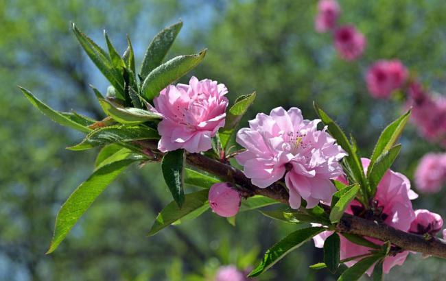 菜籽油走势图_新浪财经菜籽油价